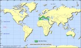 Dünya Maki Bitki Örtüsü Haritası