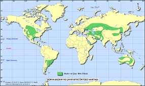 Dünya Step ve Çayır Bitki Örtüsü Haritası